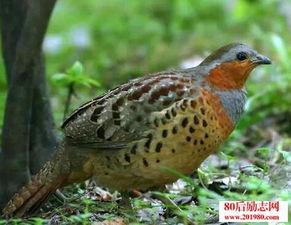 养竹鸡视频,视频教程揭秘