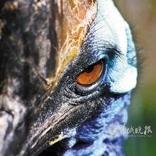 杀人鸟视频,杀人鸟视频背后的恐怖真相