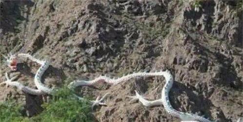 龙的真实视频,揭秘神秘生物的震撼瞬间