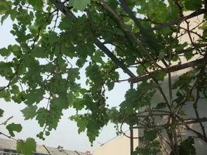 怎样种植葡萄树视频,从选种到收获的实用教程